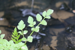 Oenantheae