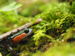 Plethodon jordani