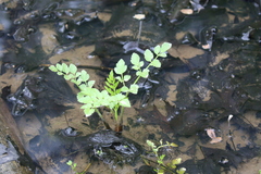 Oenantheae