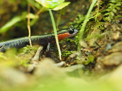 Plethodon jordani