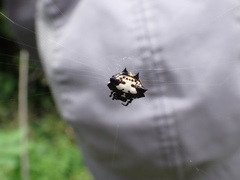 Gasteracantha kuhli