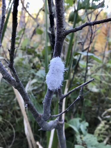 woolly alder aphid