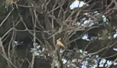 Todiramphus sanctus vagans