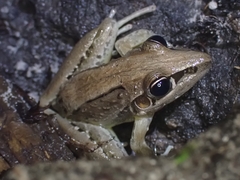 Litoria nasuta