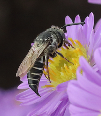 Coelioxys rufitarsis