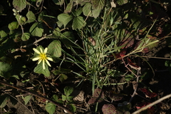 Tragopogon graminifolius