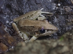 Litoria nasuta