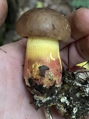 Butyriboletus