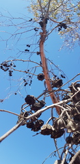 Eucalyptus kingsmillii