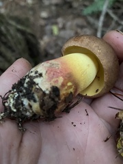 Butyriboletus