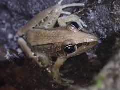 Litoria nasuta
