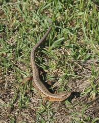 Elgaria coerulea coerulea