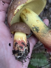 Butyriboletus