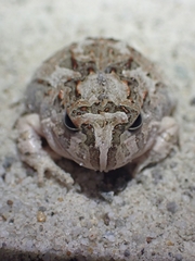 Platyplectrum ornatum