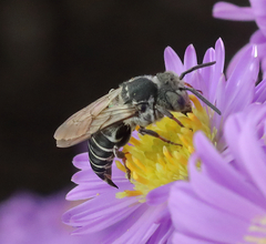 Coelioxys rufitarsis