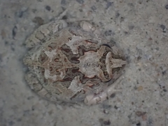 Platyplectrum ornatum