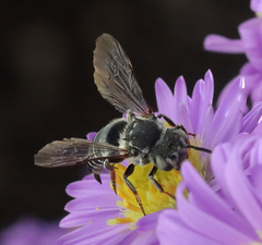 Coelioxys rufitarsis