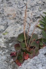Oxyria digyna