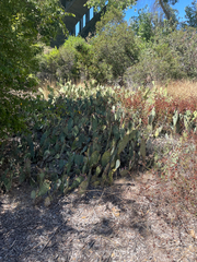 Opuntia littoralis