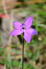 Glossodia minor