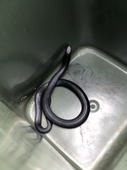 Pseudechis porphyriacus