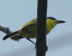 Todirostrum cinereum