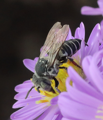 Coelioxys rufitarsis