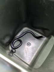 Pseudechis porphyriacus