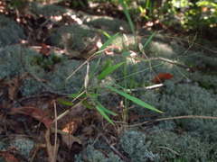 Dichanthelium dichotomum