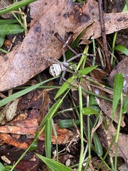 Argiope magnifica