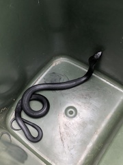 Pseudechis porphyriacus