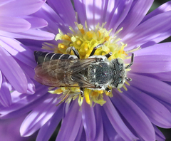 Coelioxys rufitarsis