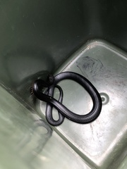 Pseudechis porphyriacus