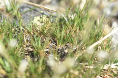 Eremogone capillaris