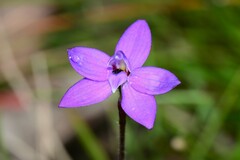 Glossodia minor