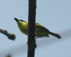 Todirostrum cinereum