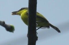 Todirostrum cinereum