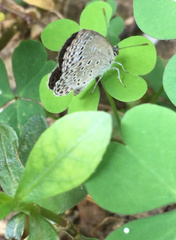 Pseudozizeeria maha okinawana