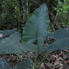 Alocasia