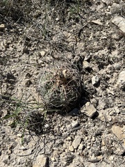 Echinocactus horizonthalonius