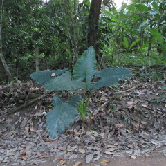 Alocasia