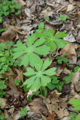 Podophyllum peltatum
