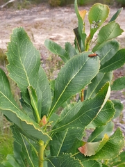Rhinotia haemoptera