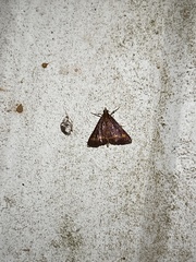 Pyrausta pseuderosnealis