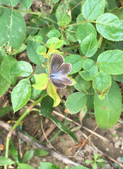 Pseudozizeeria maha okinawana