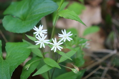 Stellaria pubera