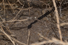 Crotalus oreganus helleri