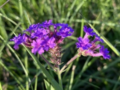 Verbena rigida