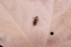Labidocoris pectoralis