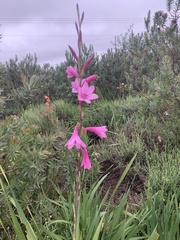 Watsonia knysnana